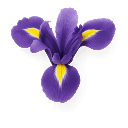 Tuscan Iris fragrance note