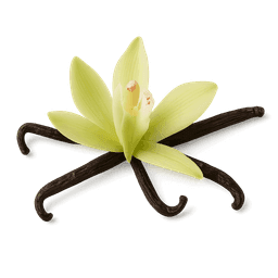 Vanilla Absolute fragrance note