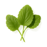 Violet Leaf fragrance note