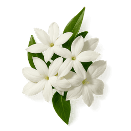 Water Jasmine fragrance note
