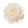 White Peony fragrance note