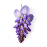 Wisteria fragrance note