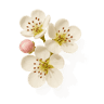 Apple Blossom fragrance note