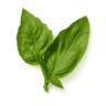 Basil fragrance note