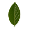 Bay Leaf fragrance note