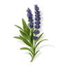 Blue Lavender fragrance note