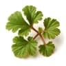 Bourbon Geranium fragrance note