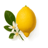Calabrian bergamot fragrance note