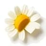 Chamomile fragrance note
