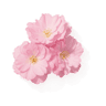 Cherry Blossom fragrance note