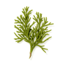 Cypress fragrance note