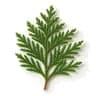 Cypress Leaf fragrance note