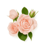 Damask Rose fragrance note