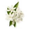 Egyptian Jasmine fragrance note