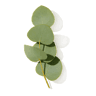 Eucalyptus fragrance note