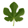Fig Leaf fragrance note