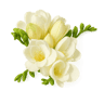 Freesia fragrance note