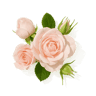 French Rose fragrance note