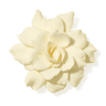 Gardenia fragrance note