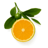Green Mandarin fragrance note