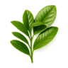 Green Tea fragrance note
