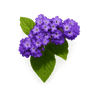 Heliotrope fragrance note