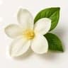 Indian Jasmine fragrance note