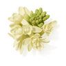 Indian Tuberose fragrance note