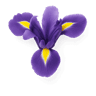 Iris fragrance note