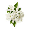 Jasmine Sambac fragrance note