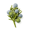 Juniper Berries fragrance note