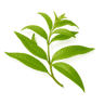 Lemon Verbena fragrance note