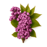 Lilac fragrance note