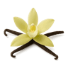 Madagascar Vanilla fragrance note