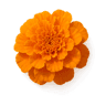 Marigold fragrance note