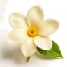 Moroccan Jasmine fragrance note