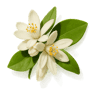 Orange Blossom fragrance note