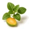 Oregano fragrance note