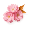 Peach Blossom fragrance note
