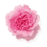 Peony fragrance note
