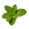 Peppermint fragrance note