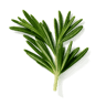 Rosemary fragrance note