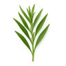 Tarragon fragrance note