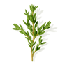 Thyme fragrance note