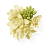 Tuberose fragrance note