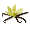 Vanilla Bean fragrance note