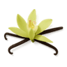 Vanilla Flower fragrance note