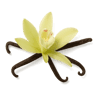 Vanilla Orchid fragrance note
