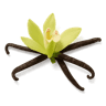 Vanilla Pod fragrance note