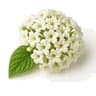 White Heliotrope fragrance note